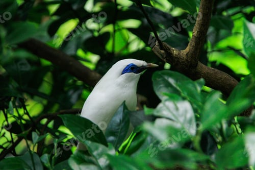 Preview: The close up of a Bali myna, a white bird in the park