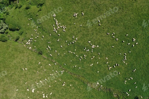Preview: Aerial view of grazing sheep biofood milk and wool production