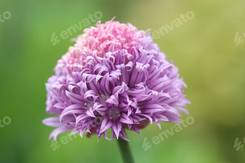 Preview: Close-Up of Purple Chive Flower Blooming in a Garden