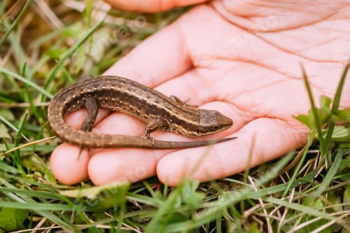Preview: A lizard in a child's hand outdoors. Spring fauna.