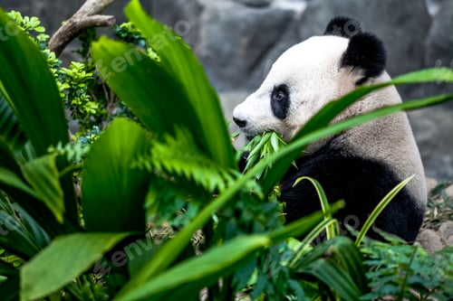 Preview: Giant panda