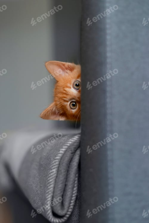 Preview: red-haired kitten looks from behind the sofa. Pet.