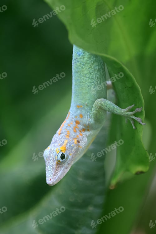 Preview: Anolis marmoratus close up on branch