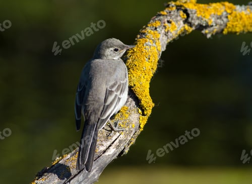 Preview: White wagtail, motacilla alba. A young bird sits on a beautiful old branch
