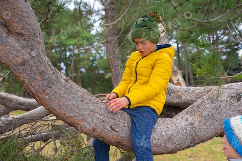 Preview: Child playing with rocks while sitting on a large tree branch in a forest