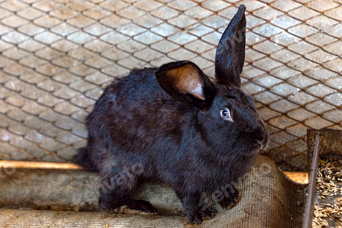 Preview: A cute little black rabbit with beautiful eyes. portrait