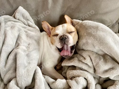 Preview: French BulldoMorning Yawn