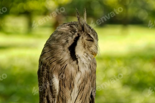 Preview: Southern white-faced owl (Ptilopsis granti)
