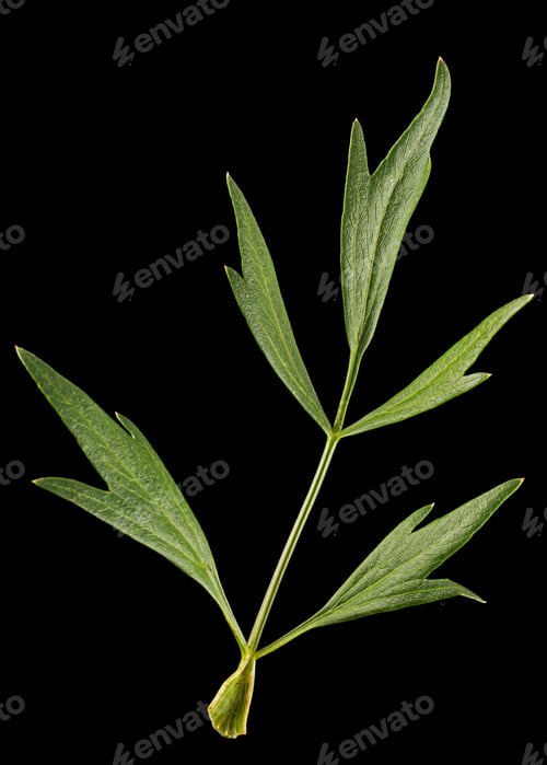 Preview: Fresh green leaf of lovage, lat. Levisticum officinale, isolated on black background