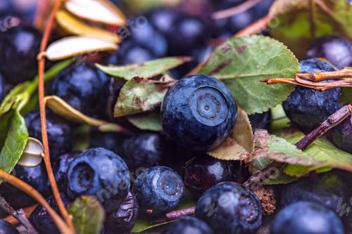 Preview: blueberries on a table