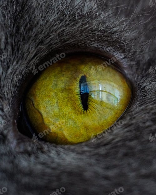 Preview: Macro shot of a cat eye