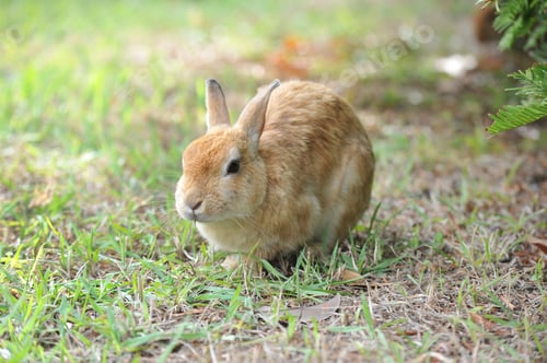 Preview: A young rabbit with brown-gray fur sits at nature environment