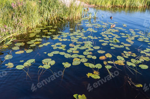 Preview: leaves of water lilies on the shore of Lake Onega. Karelia. Russia.