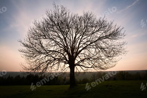 Preview: Silhouette of bare tree in field