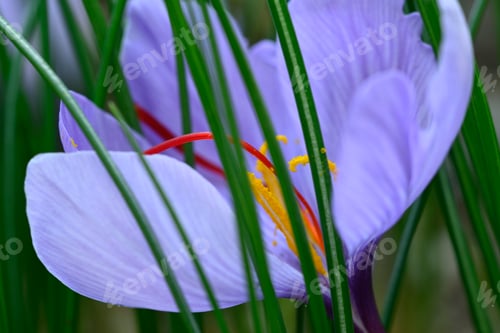 Preview: Flower of Crocus sativus, saffron crocus. with vivid crimson stigma and styles