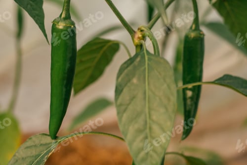Preview: Close up of green unripe jalapeno pepper growing as field crop agriculture, with blurred background