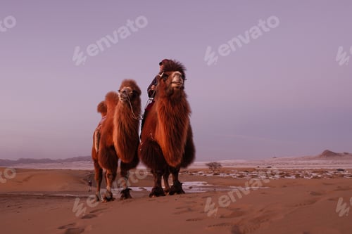 Preview: Two Bactrian camels stand in the vast Mongolian desert at dusk