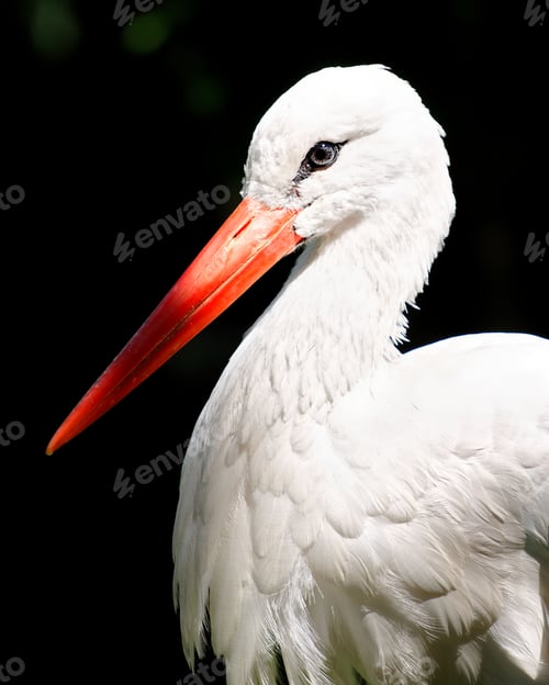 Preview: Closeup of a white stork on the black background