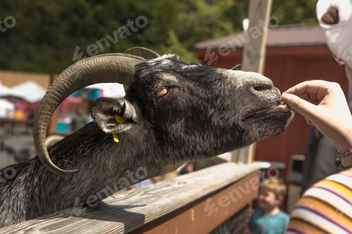 Preview: Cute funny goat eats from a human hand on the goat farm.