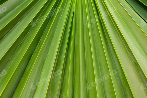 Preview: Green plam leaf texture