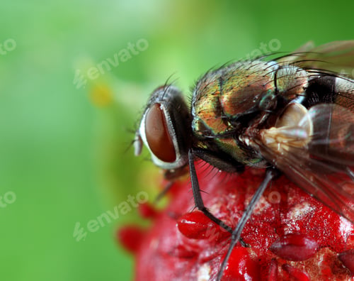 Preview: Fly on Wild Strawberry