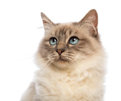 Preview: Close-up of a Birman looking up against white background