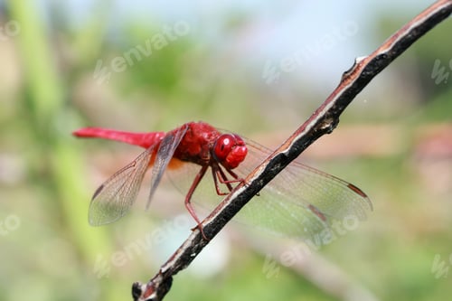 Preview: Dragonfly