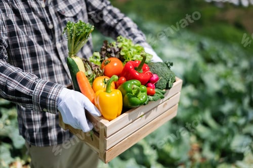 Preview: Asian man harvesting fresh vegetable from farm. leisure time togetherness concept.