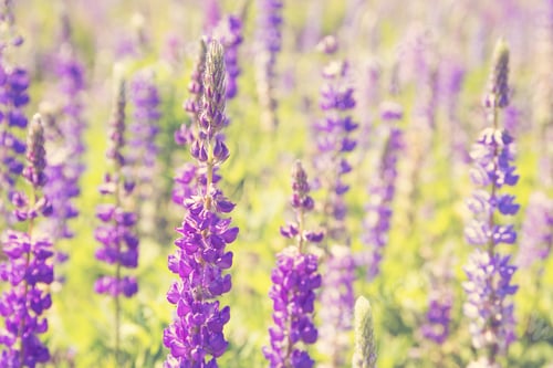 Preview: Wildflowers