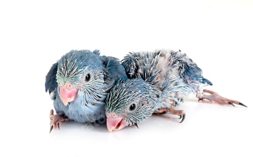 Preview: young Pacific parrotlet in studio
