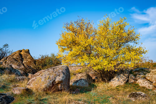 Preview: Beautiful yellowed vegetation and stones covered with lichen and moss hills in picturesque Ukraine