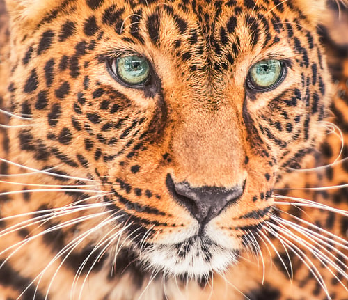 Preview: Portrait of a leopard (Panthera pardus) with blue eyes .