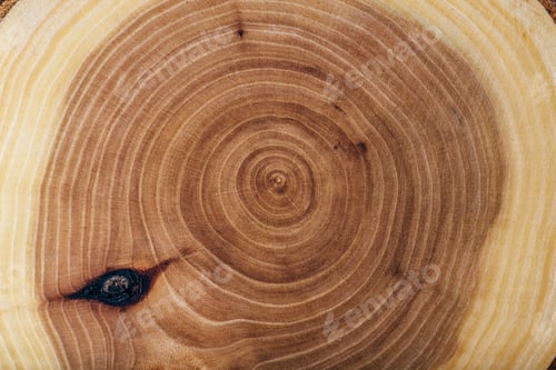 Preview: Ash wood slab texture with annual rings.