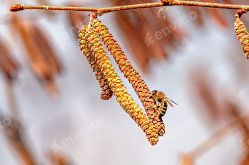 Preview: Honey bee collecting pollen from a birch tree in spring. Common hazel, genus Corylus.