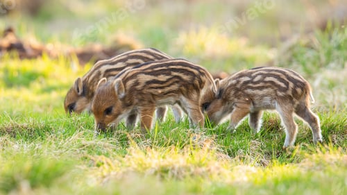 Preview: Little wild boar piglets feeding on meadow in springtime nature