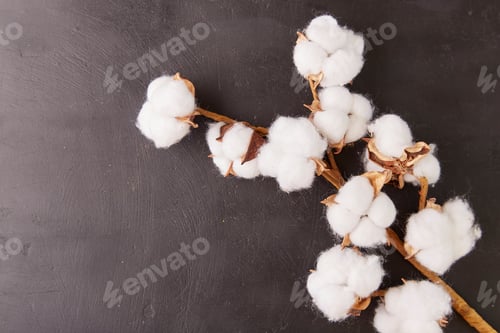 Preview: artificial decoration for home - cotton on black rustic background with hard shadows