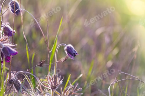 Preview: Spring flowers