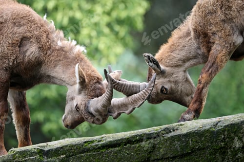 Preview: The Alpine ibex (Capra ibex), also known as the steinbock