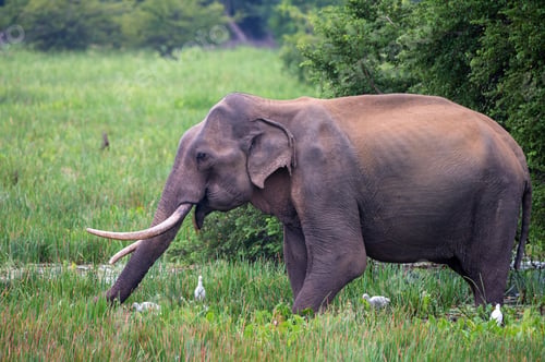Preview: Asian tusker elephant or elephas maximus in wild jungle