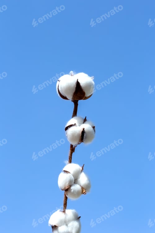 Preview: cotton branch over blue sky