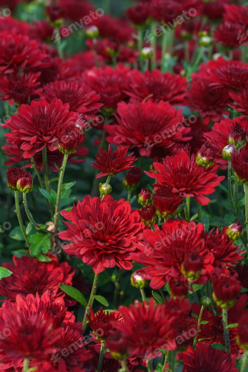 Preview: Beautiful red chrysanthemum flowers in full autumn bloom, creating bright seasonal floral background