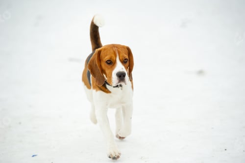 Preview: Dog breed Beagle in winter play in the snow outdoors
