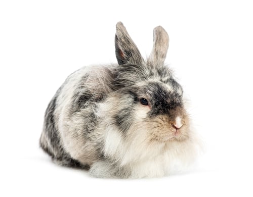 Preview: Lionhead rabbit down on white background