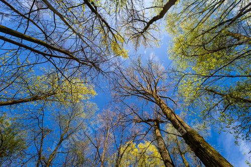 Preview: Low angle shot of trees under the sunlight and a blue sky in spring
