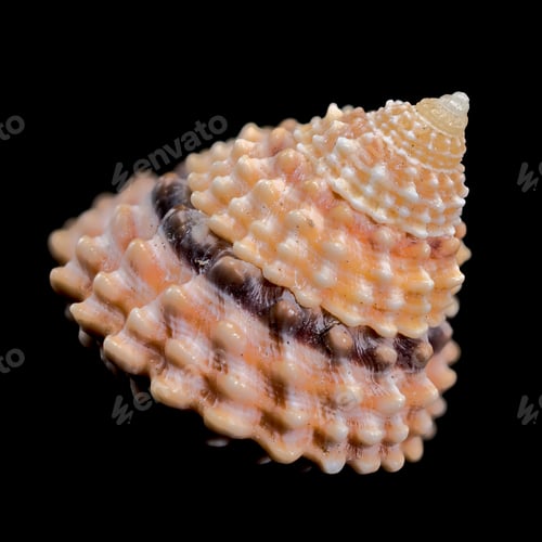 Preview: Tectarius Coronatus Shell on black background