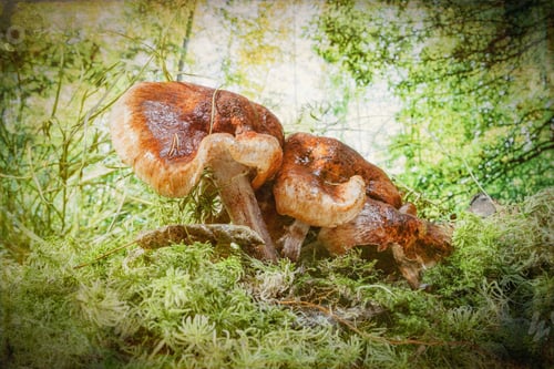 Preview: Edible Mushrooms In The Grass- Nature Background. Forest Landscape.