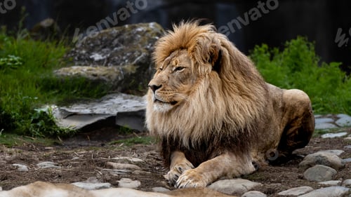 Preview: a big lion laying on top of a dirt field next to some trees