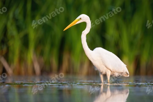 Preview: Alert great egret standing water with green blurred background in summer nature