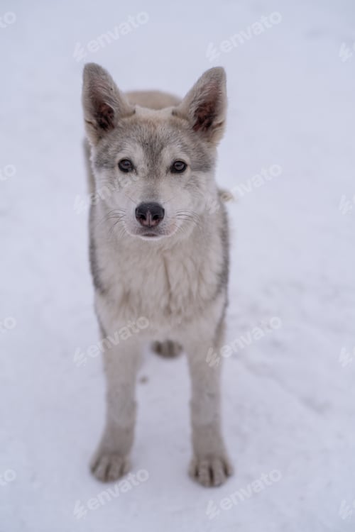 Preview: Stray beautiful dog in the snow on a cold winter day.