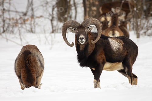 Preview: Two mouflon standing on snowy meadow in winter nature